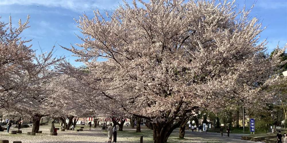 Yamagata blossoms.jpg